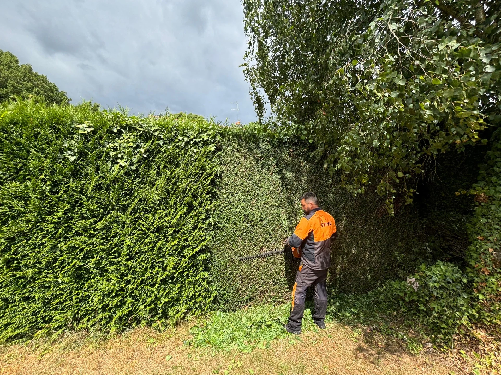 Taille de haie 